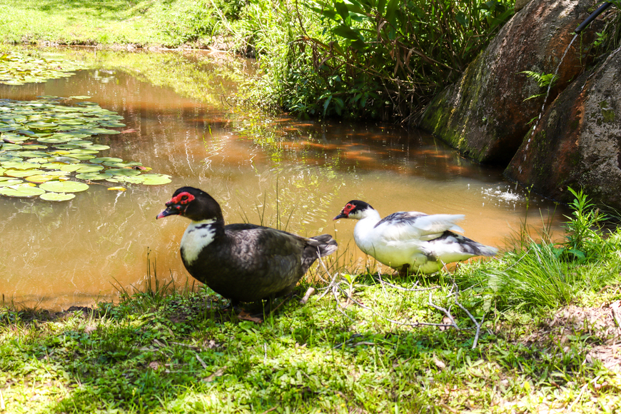 PATOS